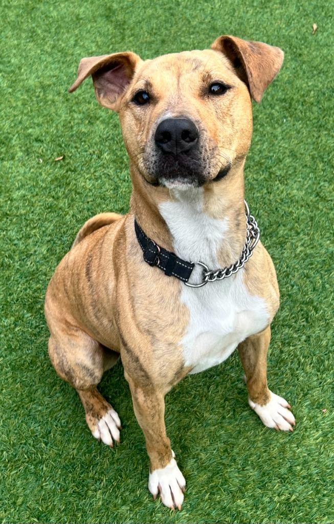 Jingle, a Adoptable mixed breed in Madison, GA image 4/5