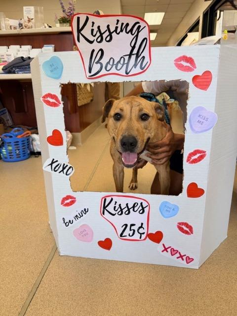 Enlarge Jingle, a Adoptable mixed breed in Madison, GA image 5/6