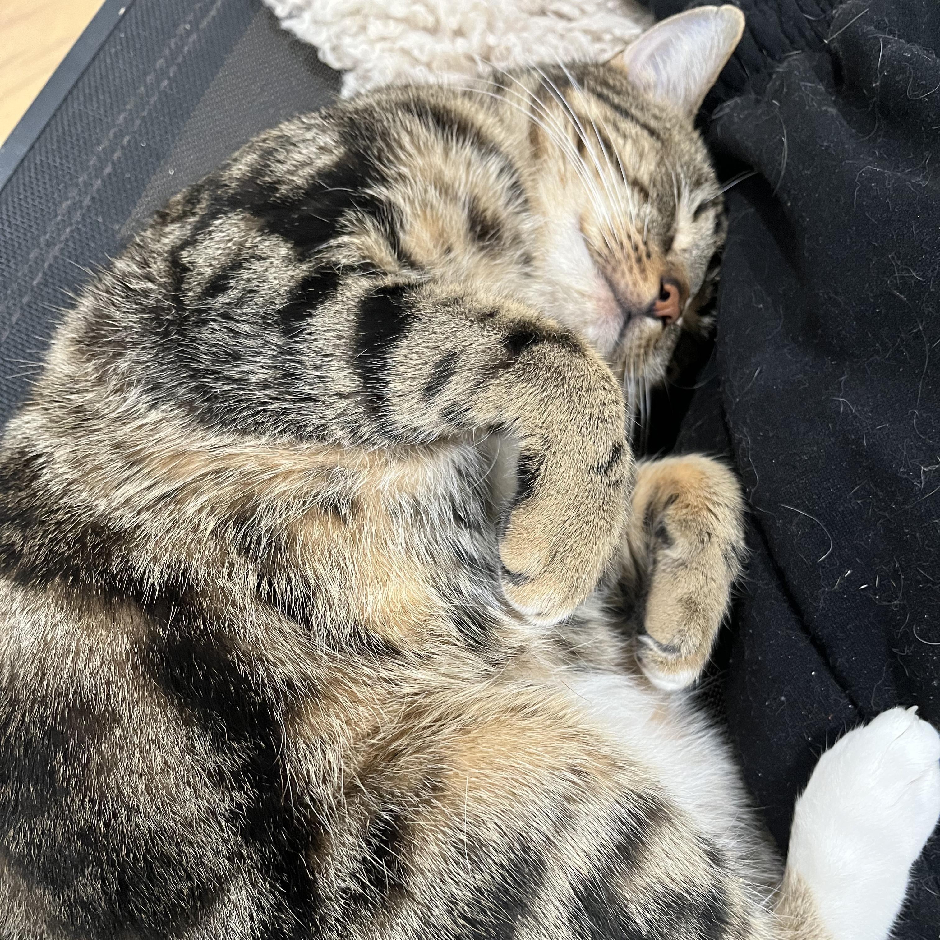 Jasper (so sweet- video included), adopted, Young Male Domestic Short Hair.