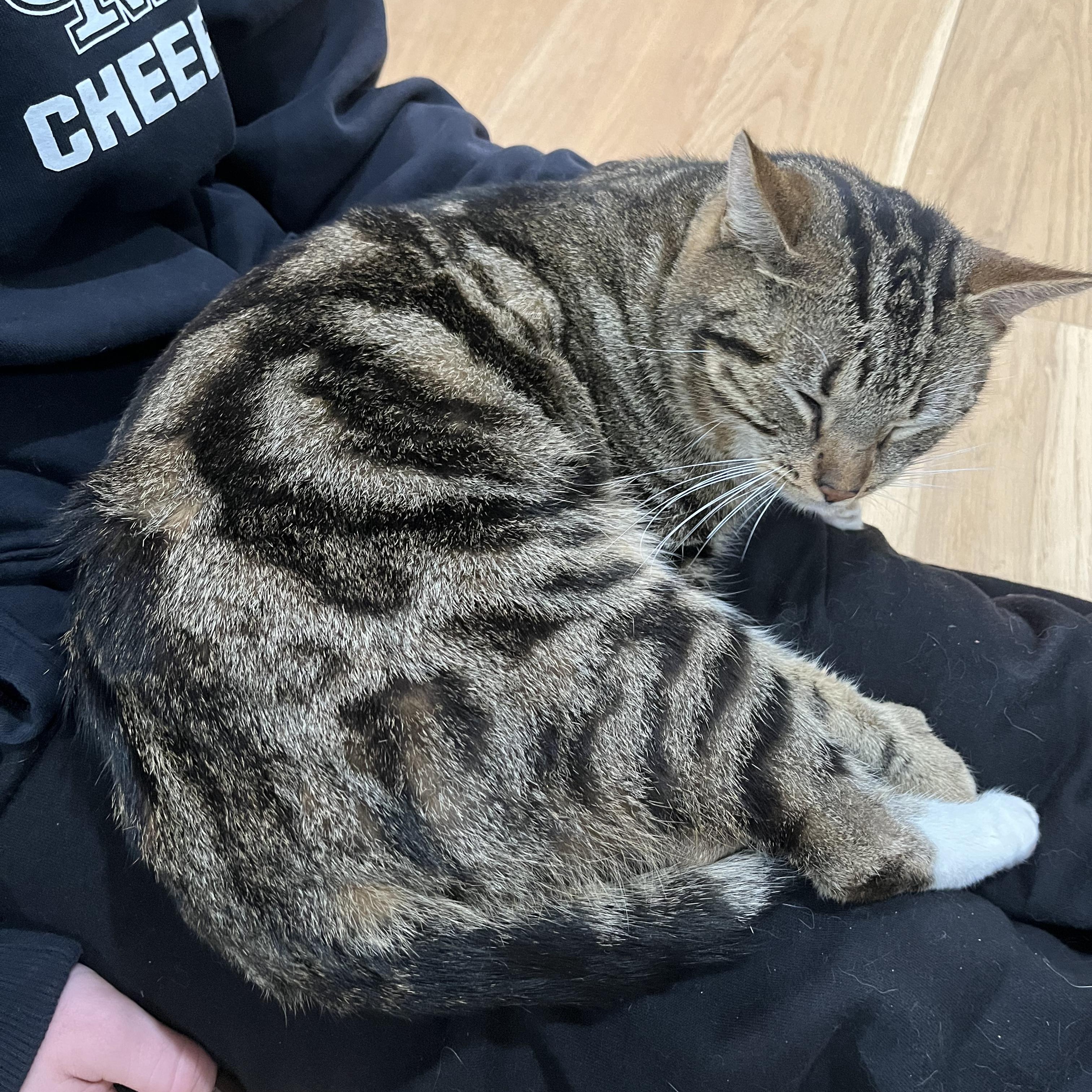 Jasper (so sweet- video included), an adopted mixed breed in Atlanta, GA image 2/4