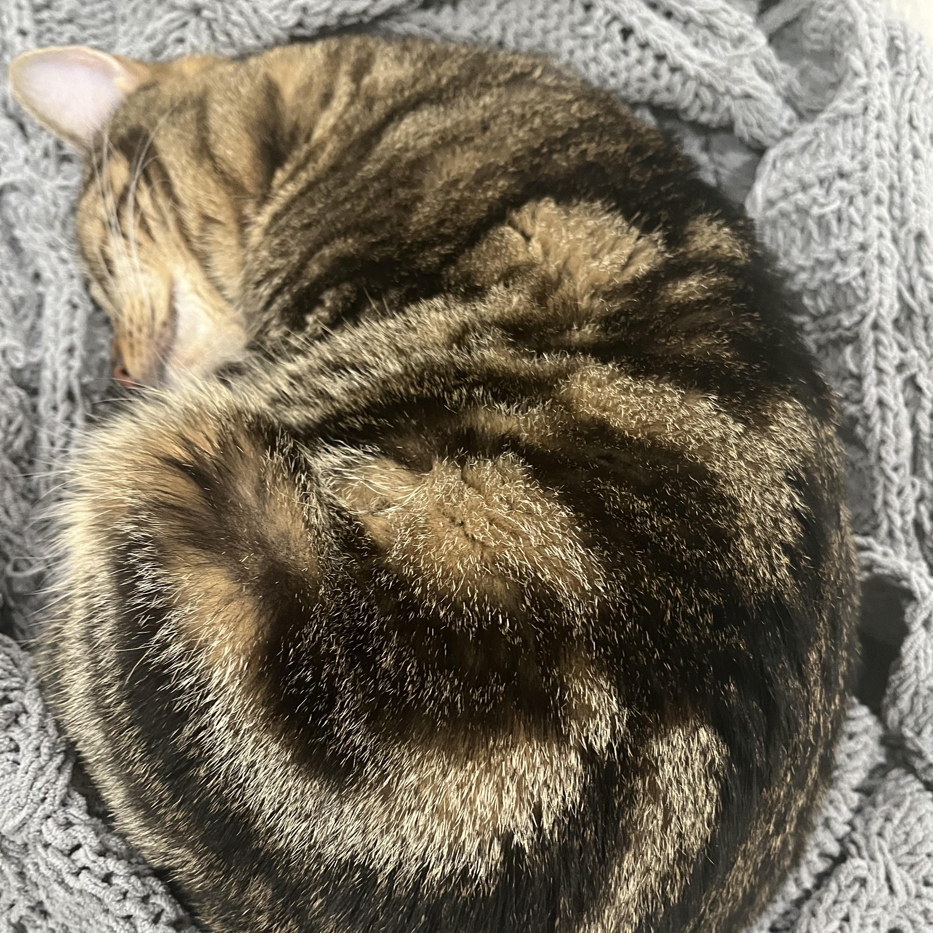 Jasper (so sweet- video included), an adopted mixed breed in Atlanta, GA image 4/4