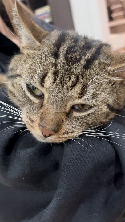 Enlarge Jasper (so sweet- video included), an adopted mixed breed in Atlanta, GA video 3/4