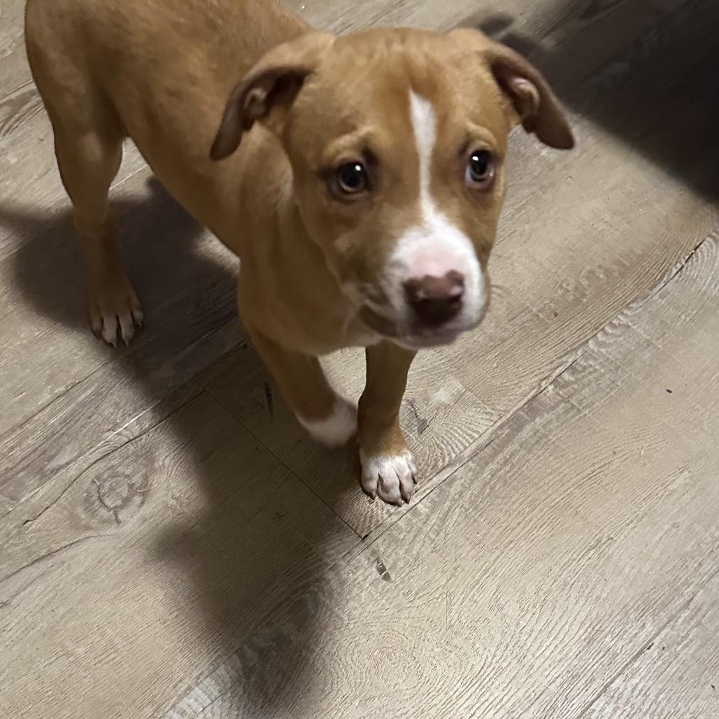 Jane, Adoptable, Puppy Female Pit Bull Terrier & Labrador Retriever.
