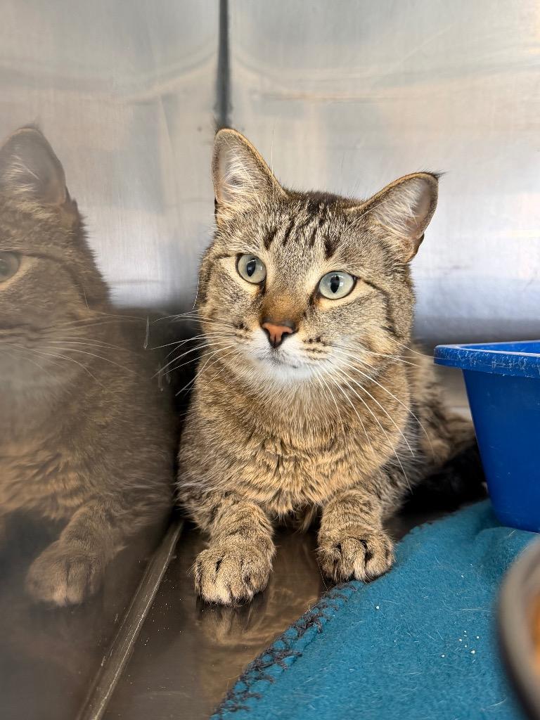 Birdie, Adoptable, Young Female Domestic Short Hair.