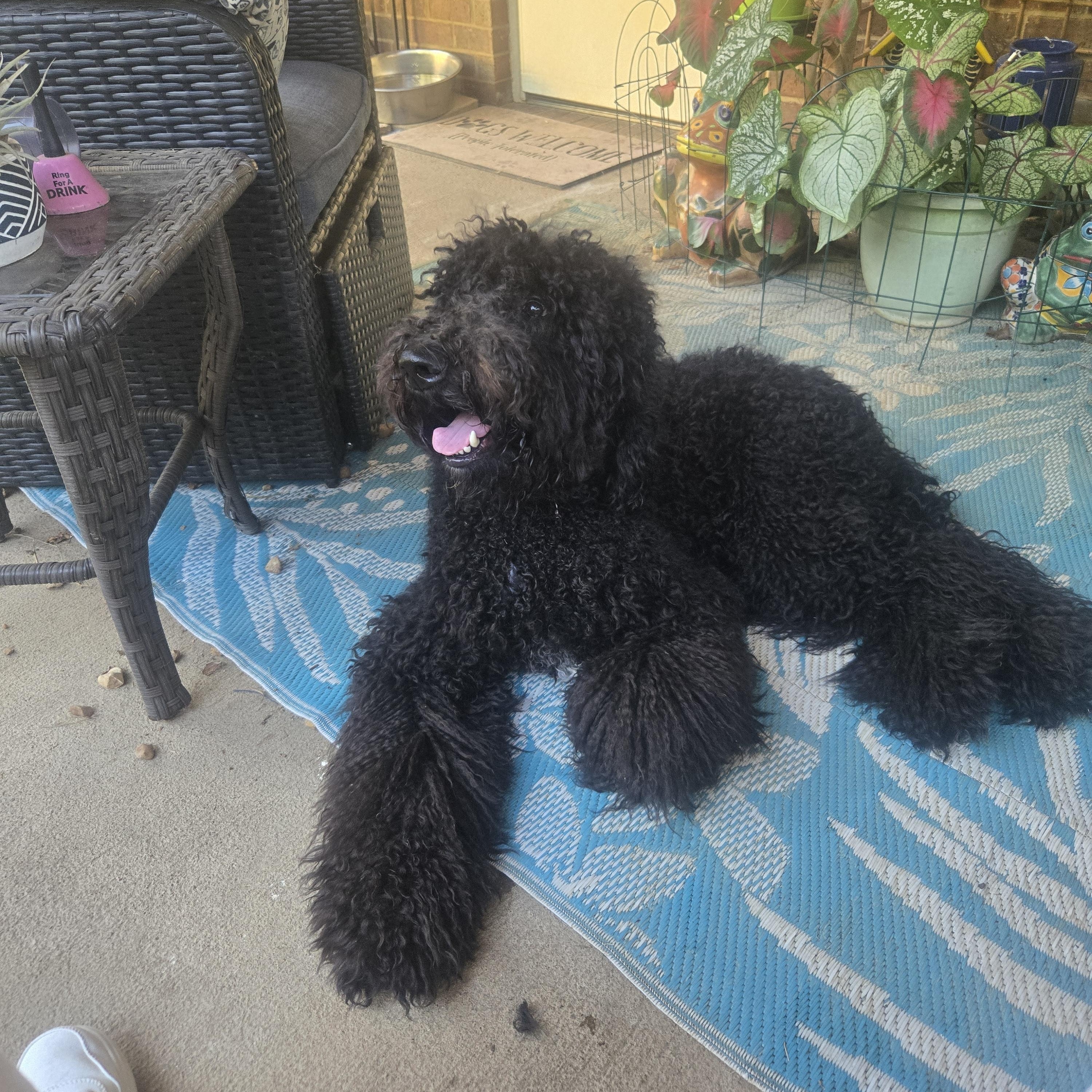 Enlarge HAZE, a Adopted Goldendoodle in Byhalia, MS image 1/3