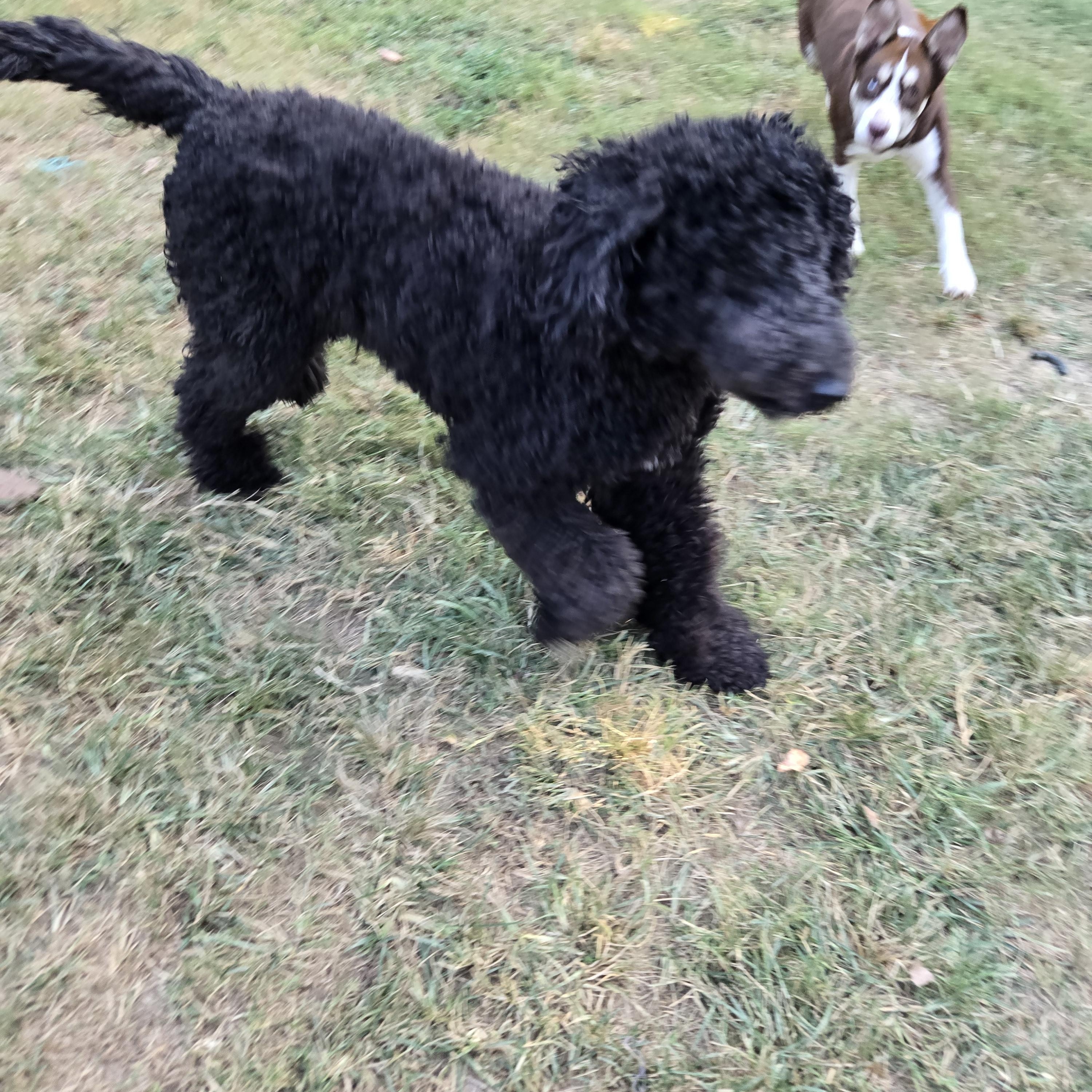 Enlarge HAZE, a Adopted Goldendoodle in Byhalia, MS image 2/3