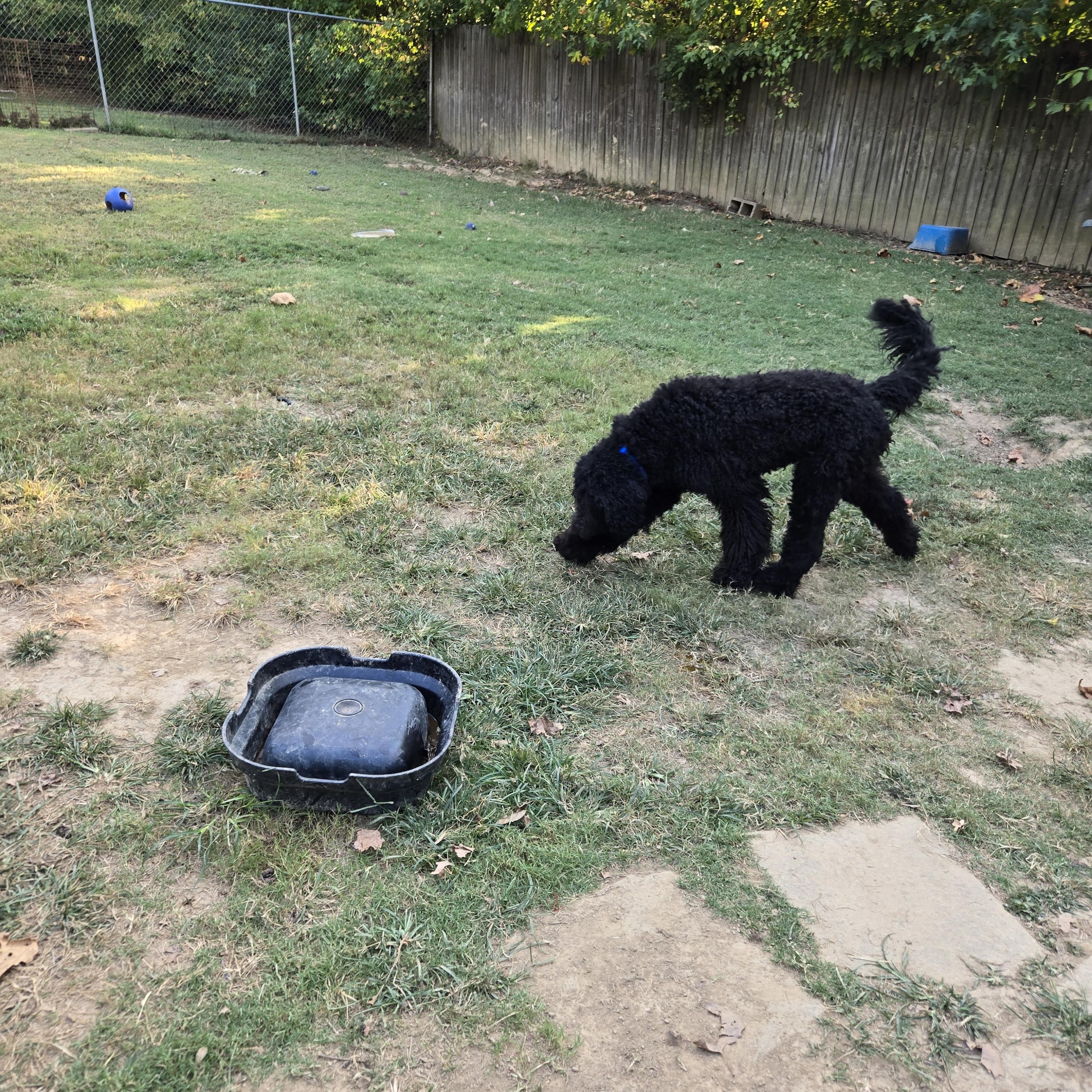 Enlarge HAZE, a Adopted Goldendoodle in Byhalia, MS image 3/3