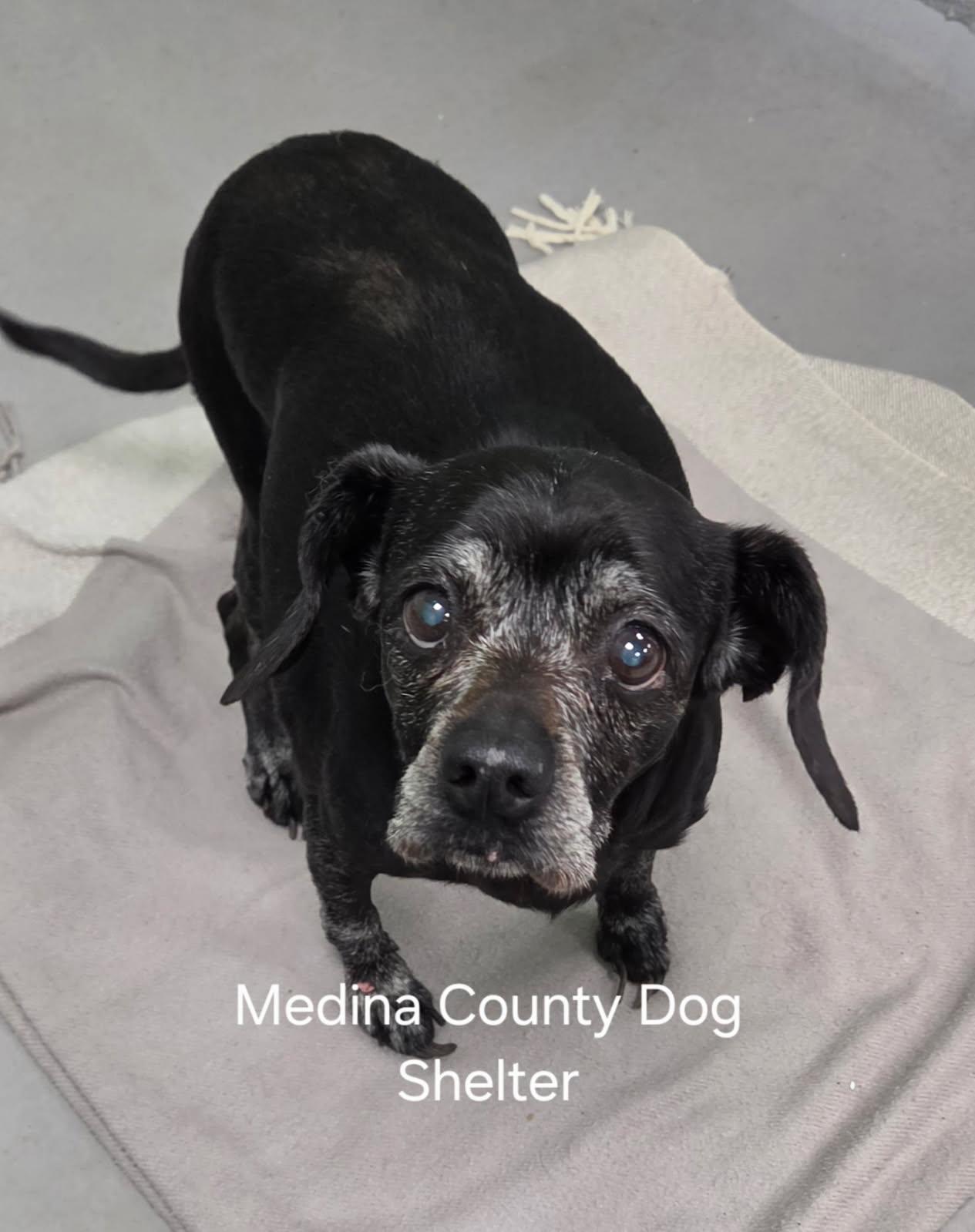 Molly, ADOPTABLE, Senior Female Manchester Terrier.