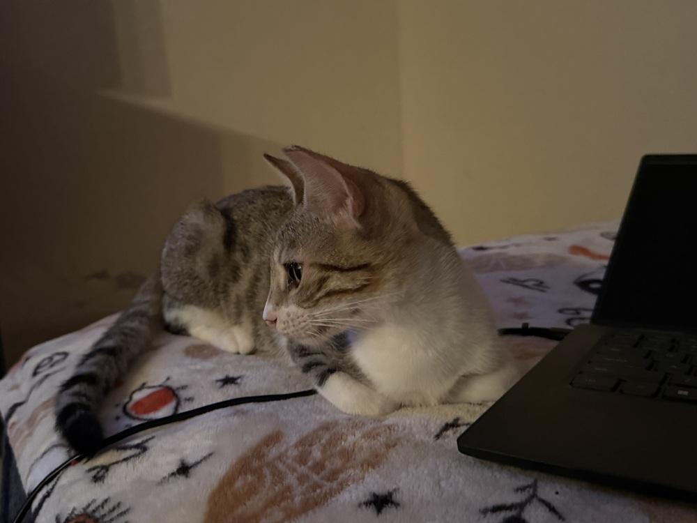 Travis, Adoptable, Kitten Male Domestic Short Hair & Tabby.