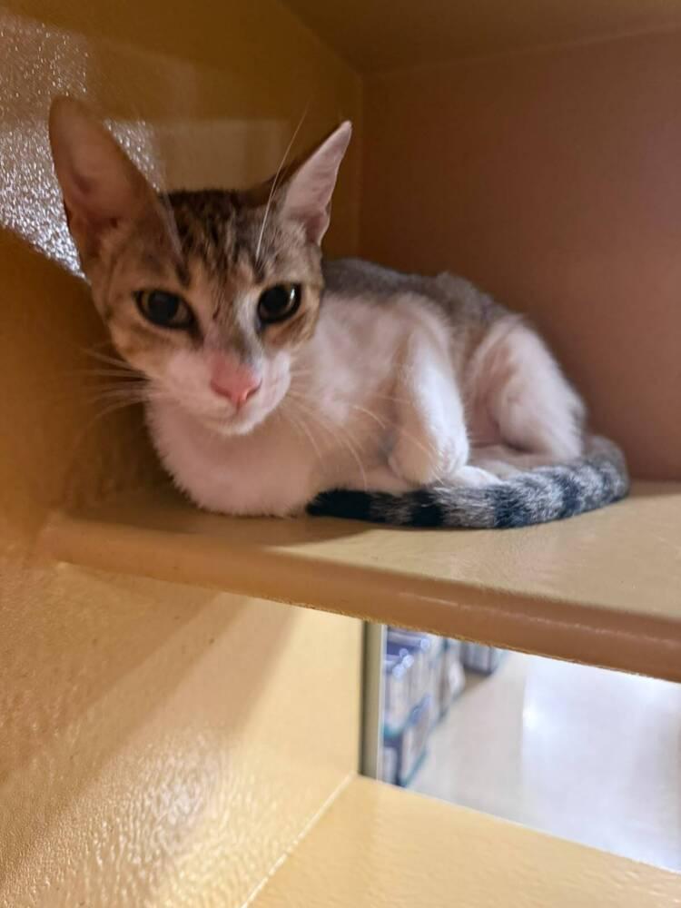 Travis, a Adoptable mixed breed in Naranjito, PR image 1/6