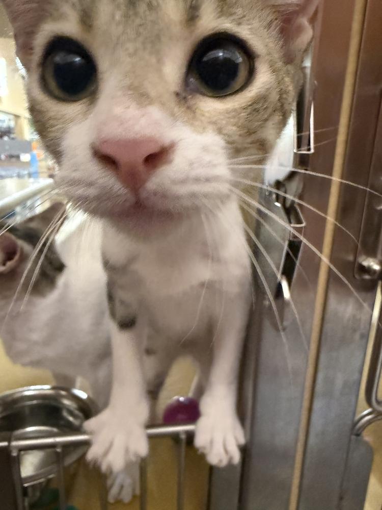Travis, Adoptable, Kitten Male Domestic Short Hair & Tabby.