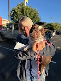 Harley, Adopted, Adult Female English Bulldog.