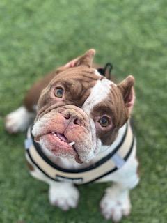 Enlarge Harley, a Adopted English Bulldog in Mesa, AZ image 2/5