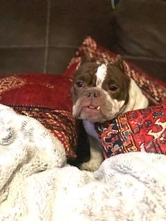 Enlarge Harley, a Adopted English Bulldog in Mesa, AZ image 3/5