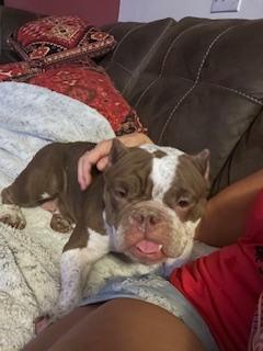 Enlarge Harley, a Adopted English Bulldog in Mesa, AZ image 4/5
