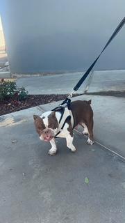 Enlarge Harley, a Adopted English Bulldog in Mesa, AZ image 5/5