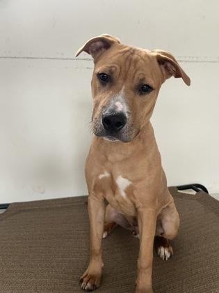 Hamlet, Adoptable, Adult Male Pit Bull Terrier & Mixed Breed.