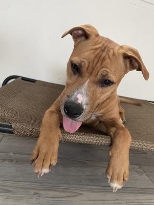 Enlarge Hamlet, a Adoptable mixed breed in South Bend, IN image 1/3