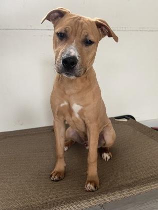 Enlarge Hamlet, a Adoptable mixed breed in South Bend, IN image 3/3