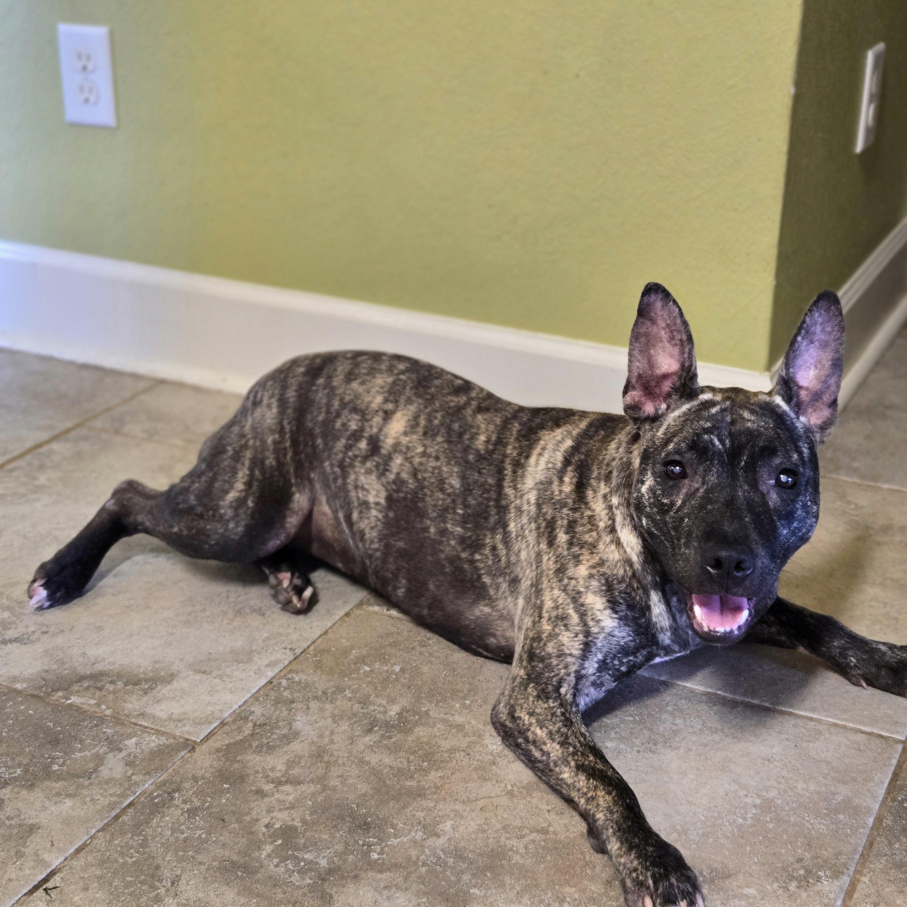 Izzy, a Adoptable mixed breed in Willington, CT image 4/5