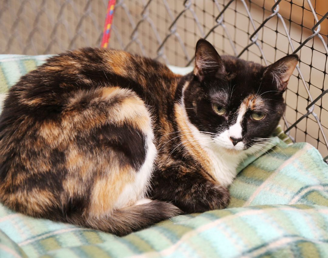 June, an adoptable Calico, Tortoiseshell in Harrisville, UT, 84404 | Photo Image 2