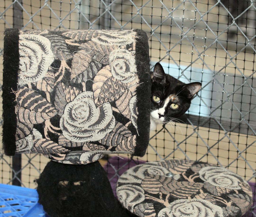 June, an adoptable Calico, Tortoiseshell in Harrisville, UT, 84404 | Photo Image 3