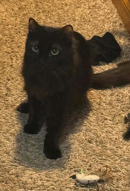 Bella, Adoptable, Adult Female Domestic Long Hair.