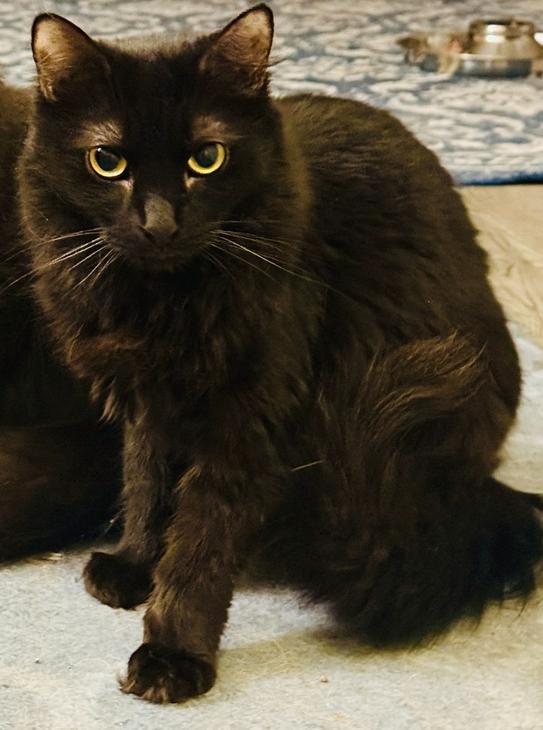 Enlarge Bella, a Adoptable Domestic Long Hair in Clarksville, TN image 1/3