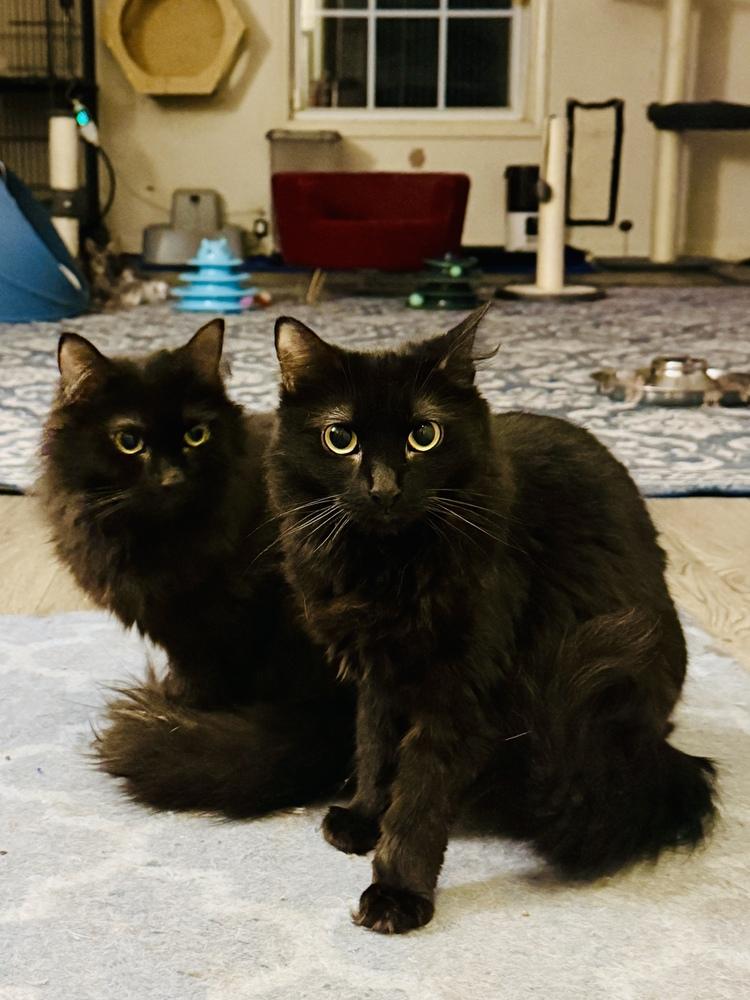 Enlarge Bella, a Adoptable Domestic Long Hair in Clarksville, TN image 2/3