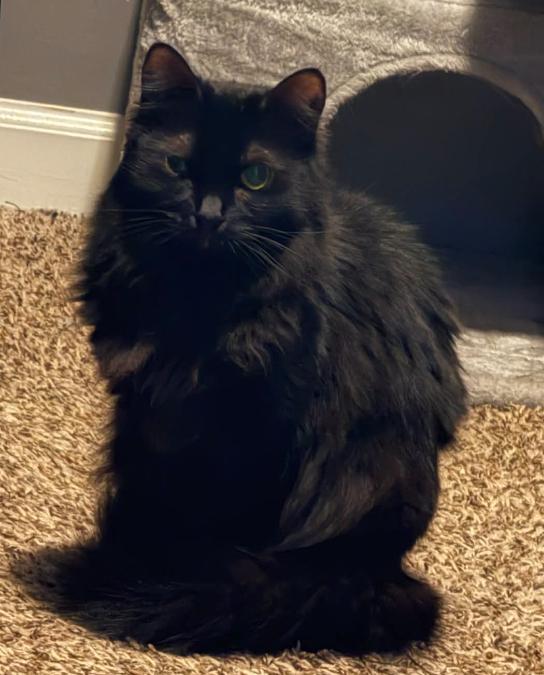 Enlarge Bella, a Adoptable Domestic Long Hair in Clarksville, TN image 4/5