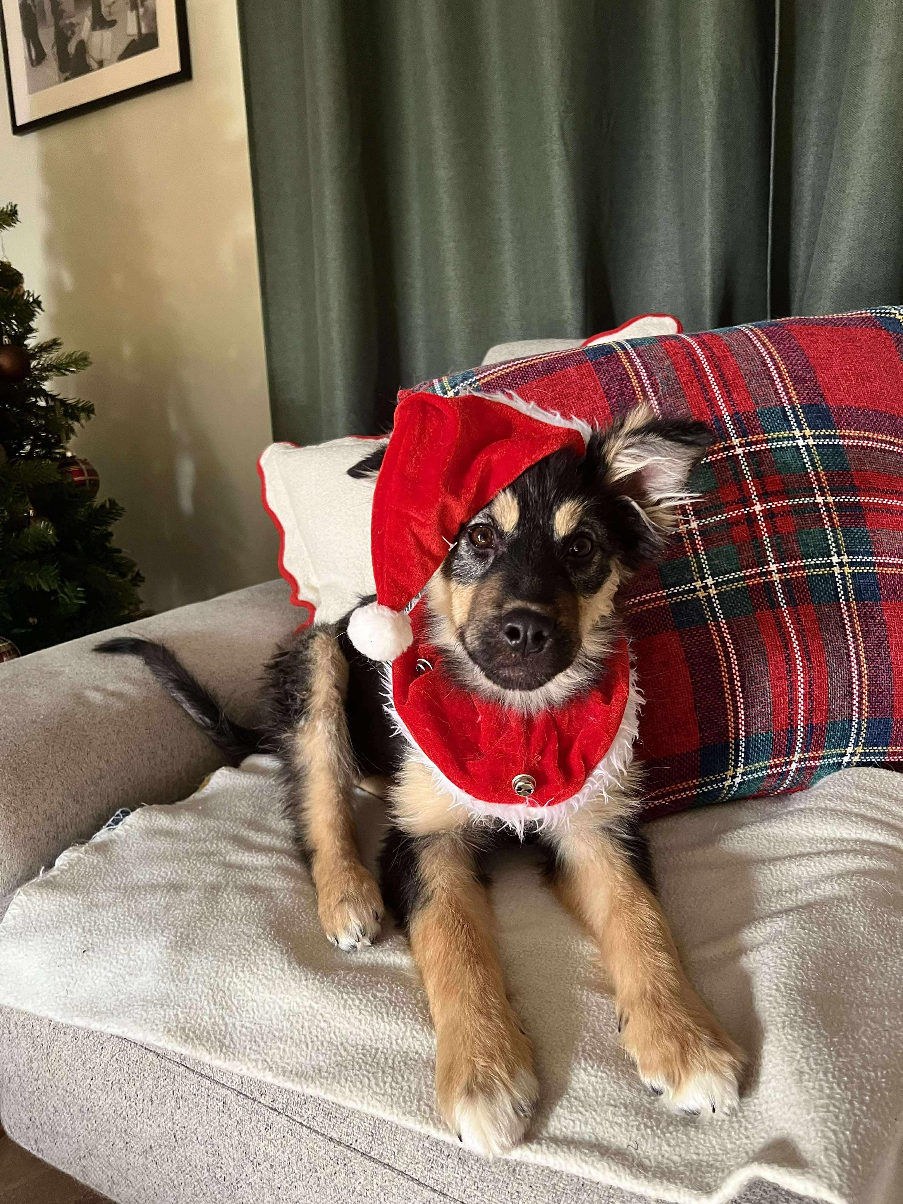 Holly, ADOPTABLE, Puppy Female German Shepherd Dog.