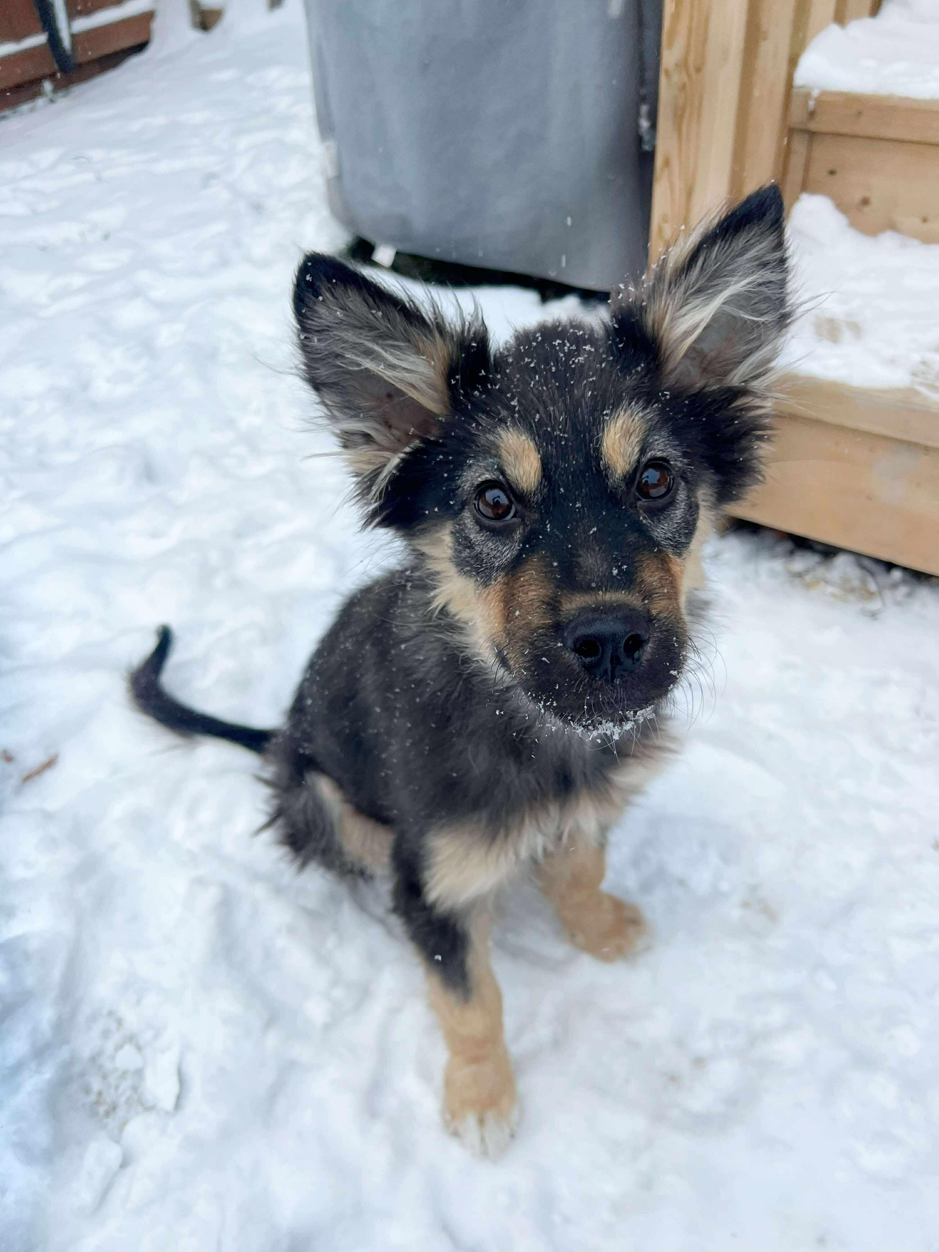 Enlarge Holly, a ADOPTABLE mixed breed in Winnipeg, MB image 4/4