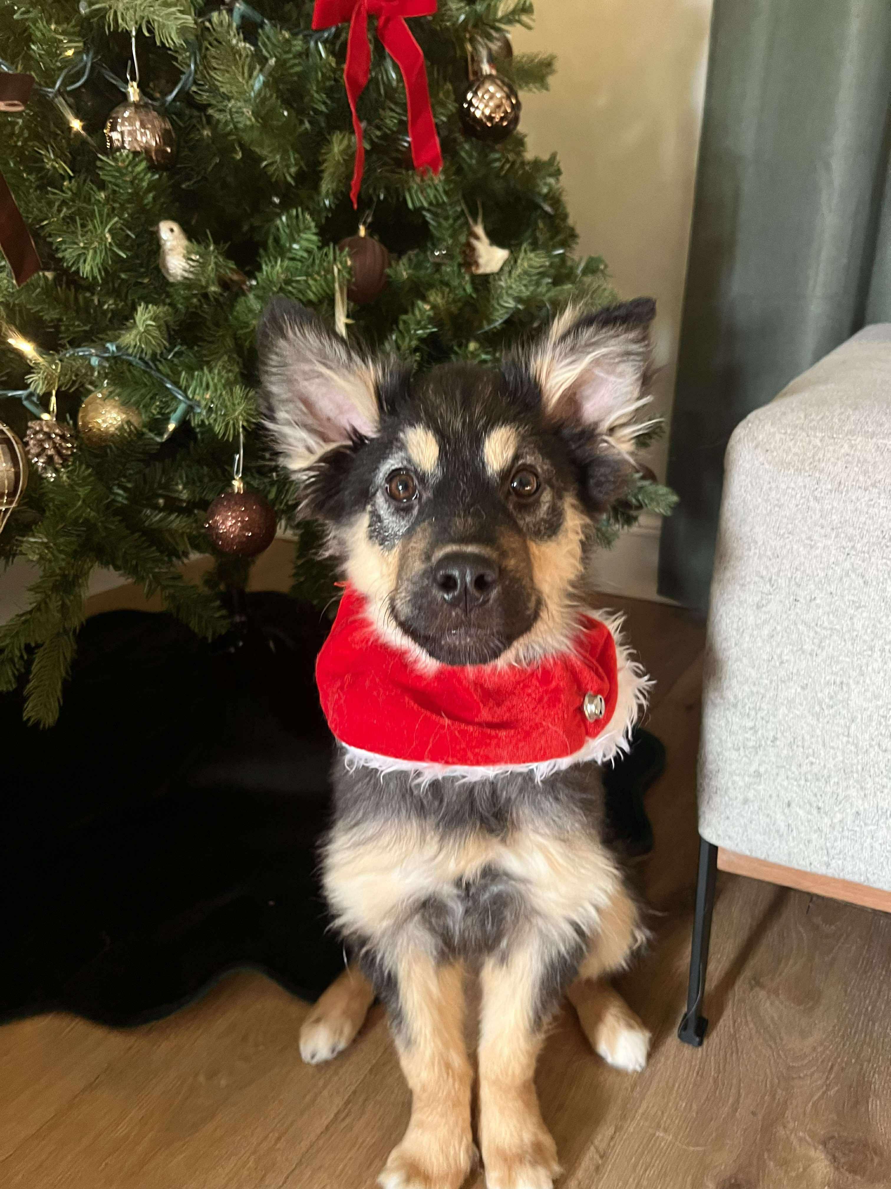 Enlarge Holly, a ADOPTABLE mixed breed in Winnipeg, MB image 2/4