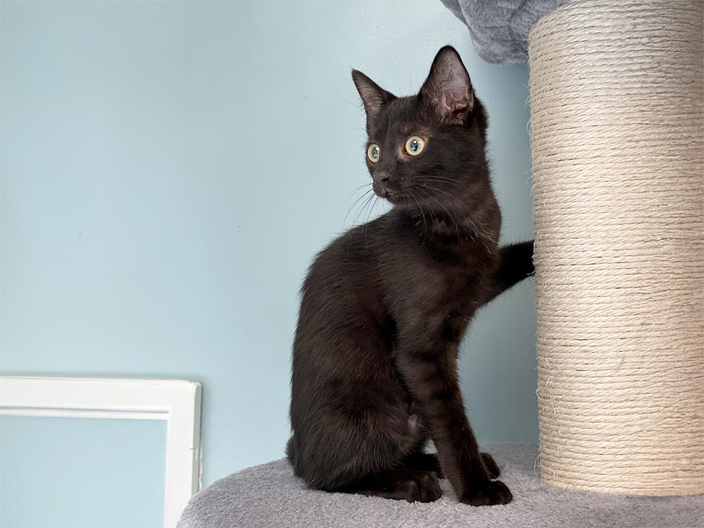 Bitzy, a ADOPTABLE Domestic Short Hair in Charles Town, WV image 3/4