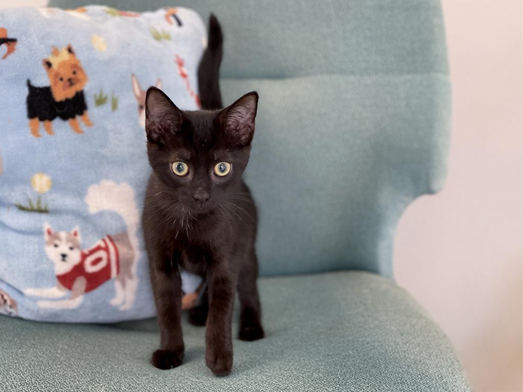 Bitzy, a ADOPTABLE Domestic Short Hair in Charles Town, WV image 2/4