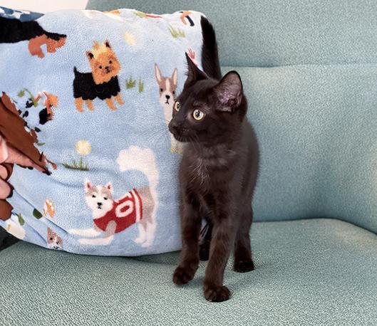 Bitzy, a ADOPTABLE Domestic Short Hair in Charles Town, WV image 4/4
