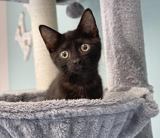 Bitzy, ADOPTABLE, Kitten Female Domestic Short Hair.