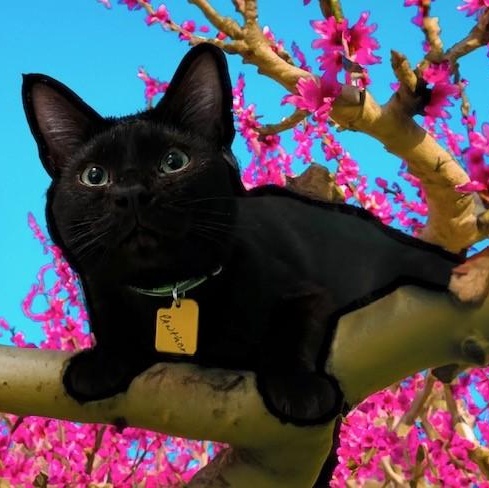 Enlarge Panther - Handsome and Social, a ADOPTABLE Bombay in Hoquiam, WA image 3/6
