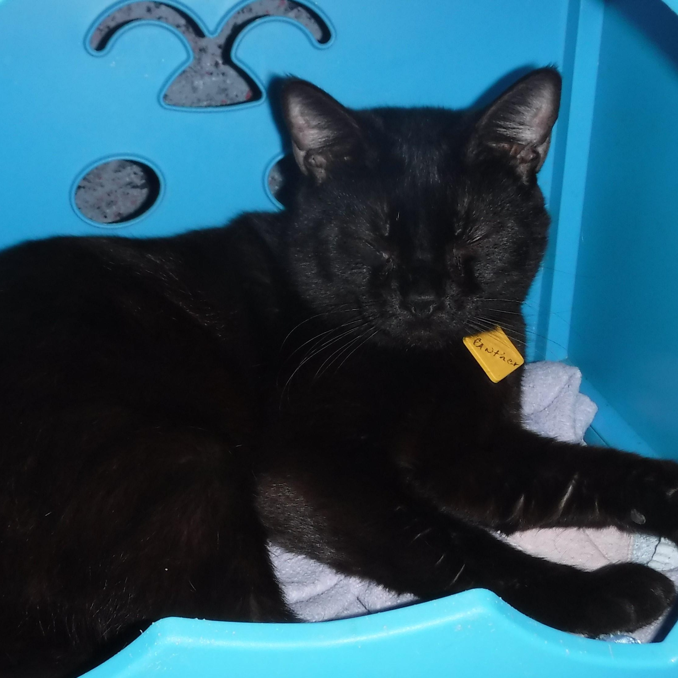 Enlarge Panther - Handsome and Social, a ADOPTABLE Bombay in Hoquiam, WA image 2/6