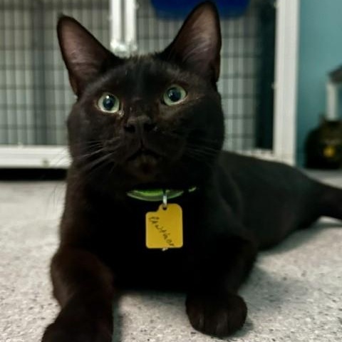 Enlarge Panther - Handsome and Social, a ADOPTABLE Bombay in Hoquiam, WA image 4/6
