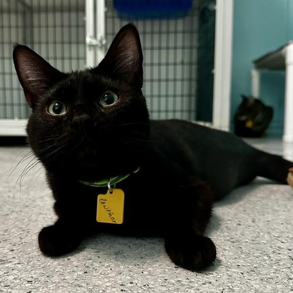 Panther - Handsome and Social, ADOPTABLE, Adult Male Bombay.