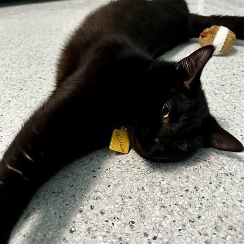 Enlarge Panther - Handsome and Social, a ADOPTABLE Bombay in Hoquiam, WA image 5/6