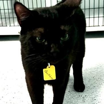 Enlarge Panther - Handsome and Social, a ADOPTABLE Bombay in Hoquiam, WA image 6/6