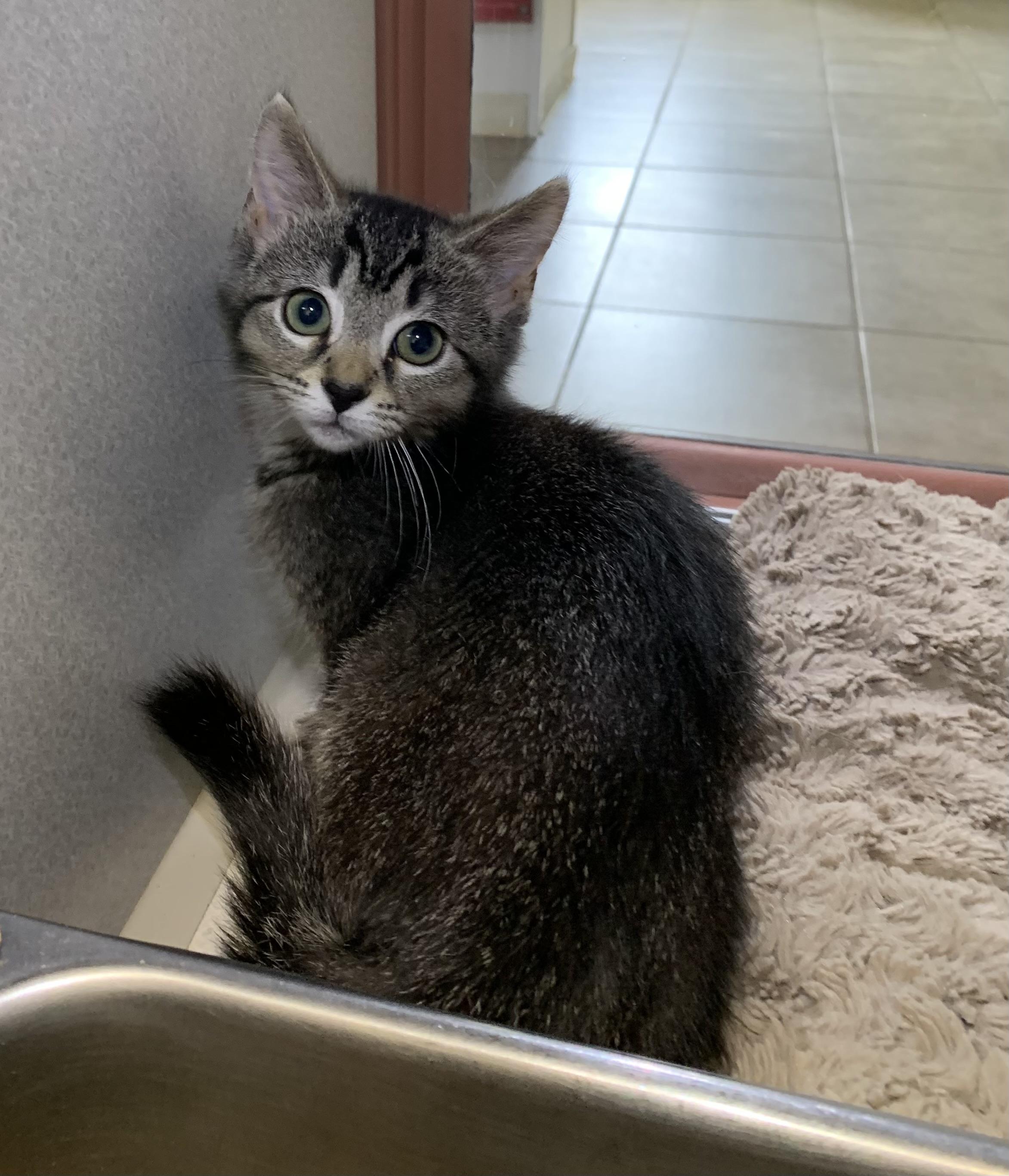 Nova, adopted, Kitten Female Domestic Short Hair.