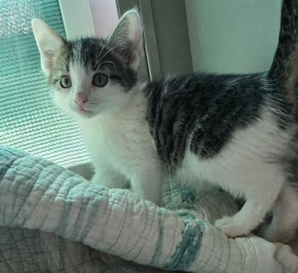 pompom, Adoptable, Kitten Male Domestic Short Hair & Domestic Short Hair.