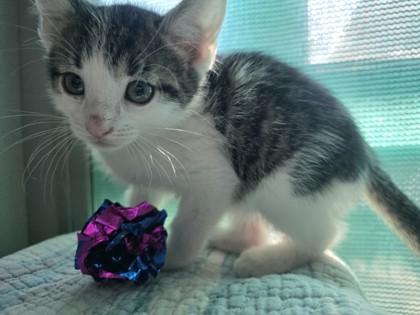 pompom, a Adoptable mixed breed in Edgewood, NM image 3/3