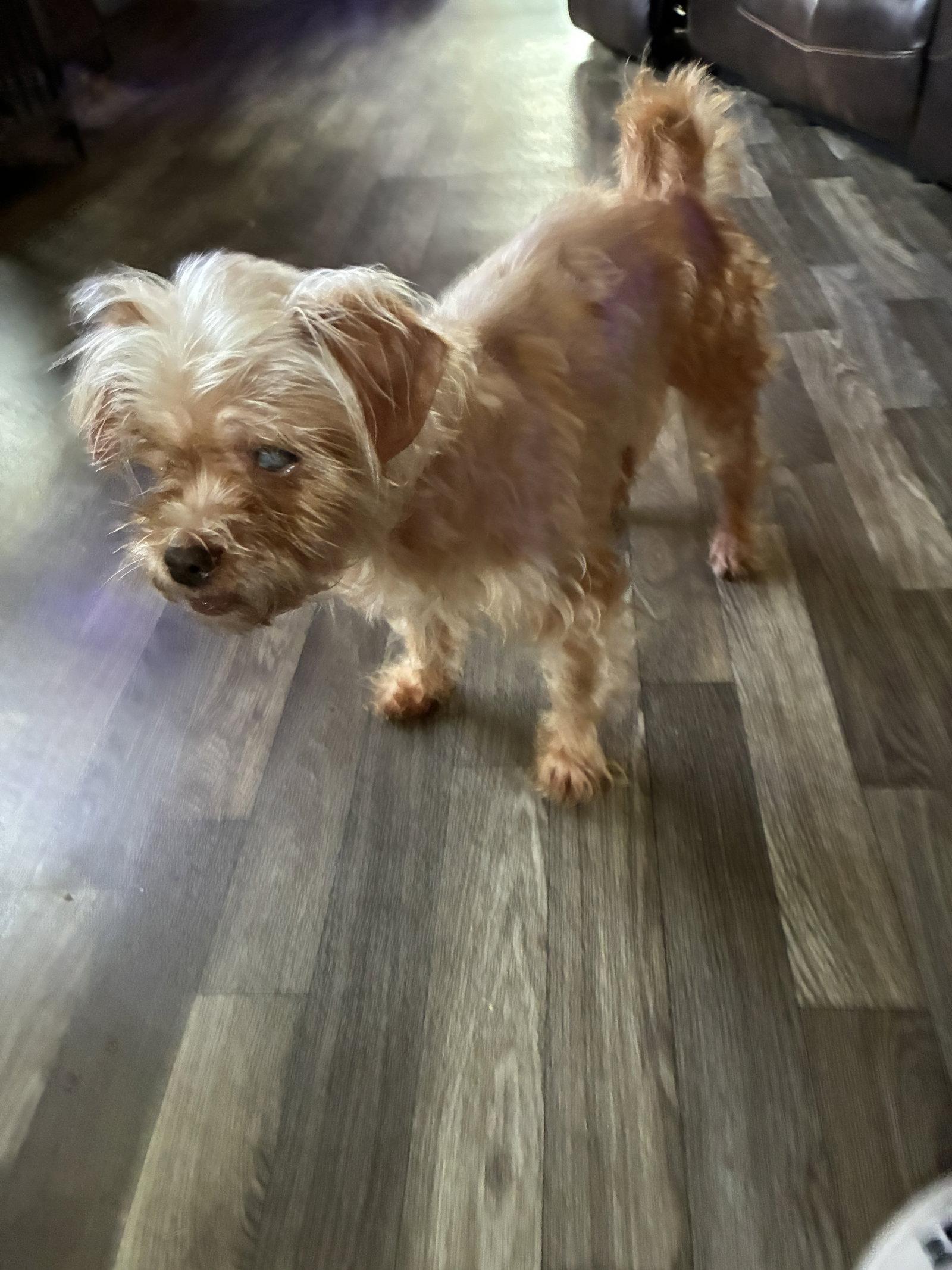 Enlarge Rosie, a Adoptable Yorkshire Terrier in Middlesex, NC image 1/1