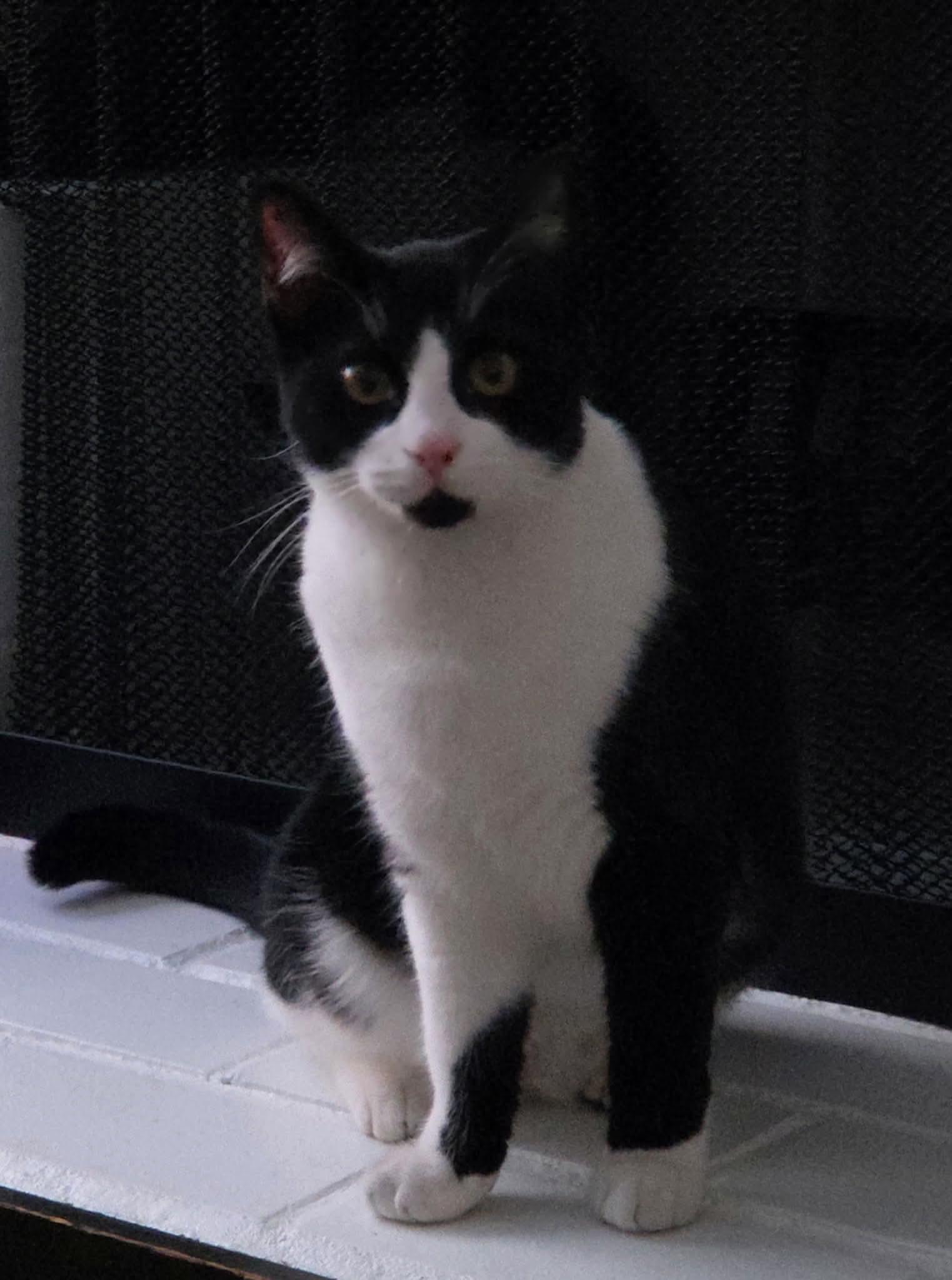 Enlarge Peaches, a Adoptable mixed breed in Gladstone, OR image 2/6