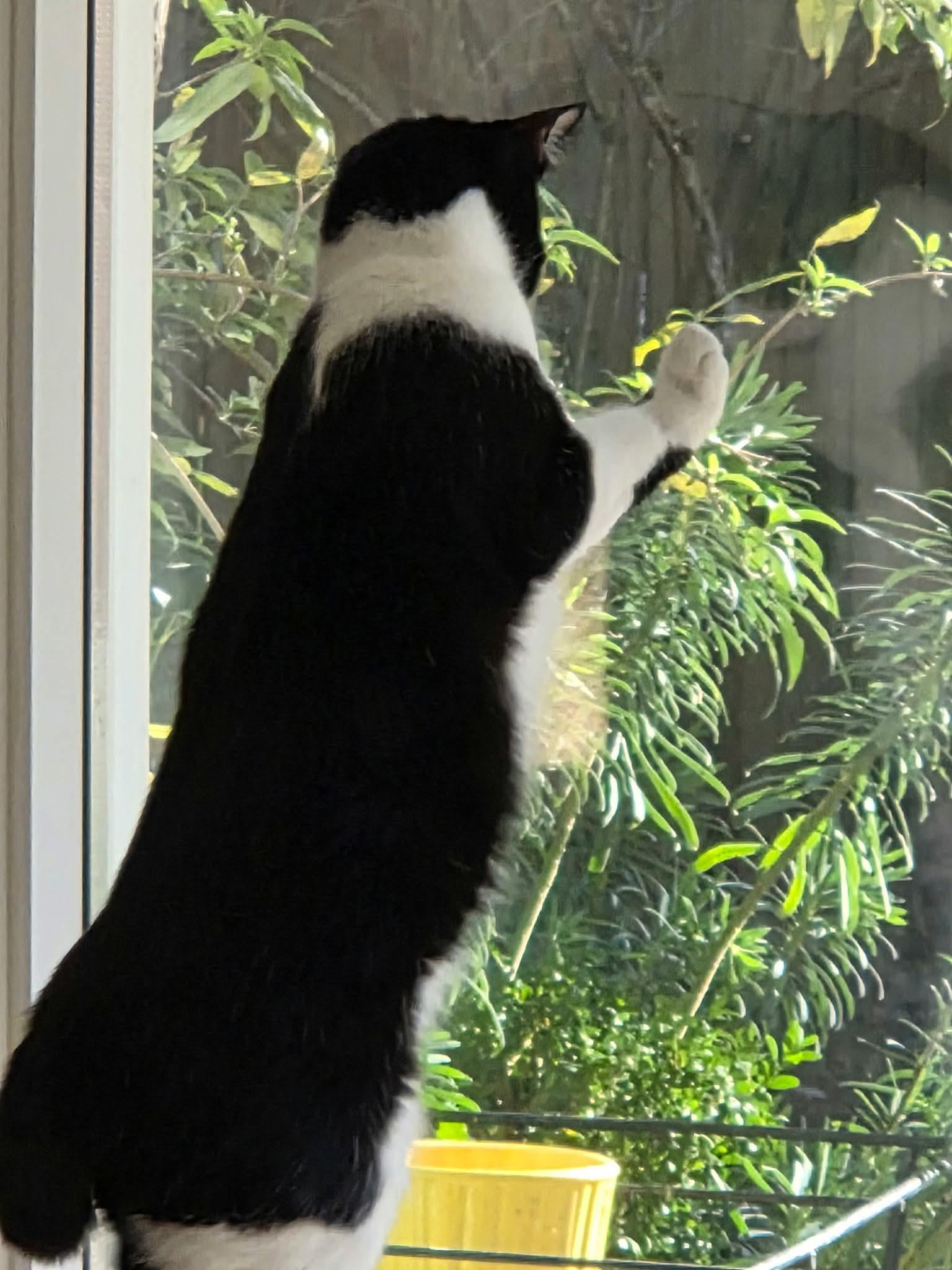 Enlarge Peaches, a Adoptable mixed breed in Gladstone, OR image 6/6