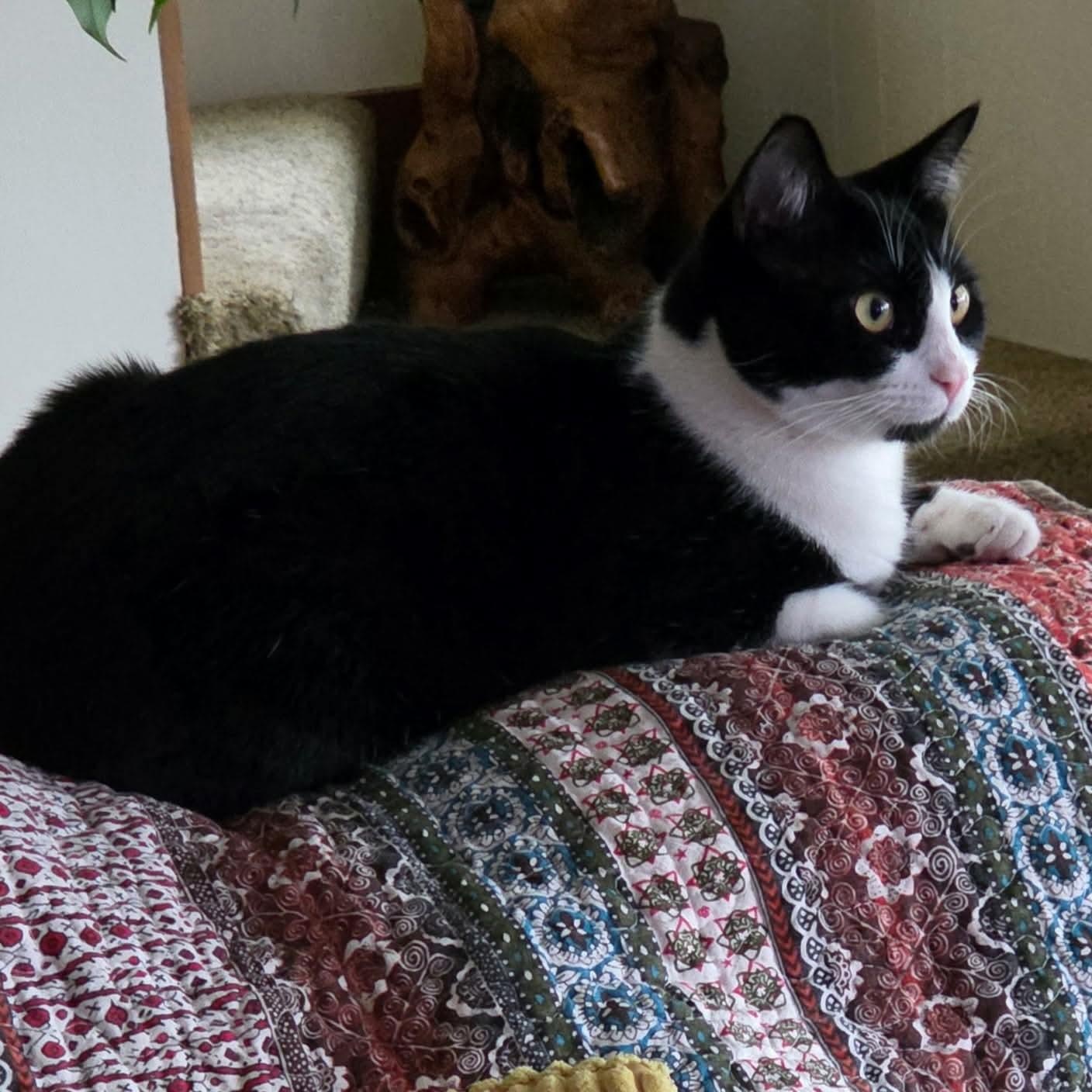 Enlarge Peaches, a Adoptable mixed breed in Gladstone, OR image 4/6